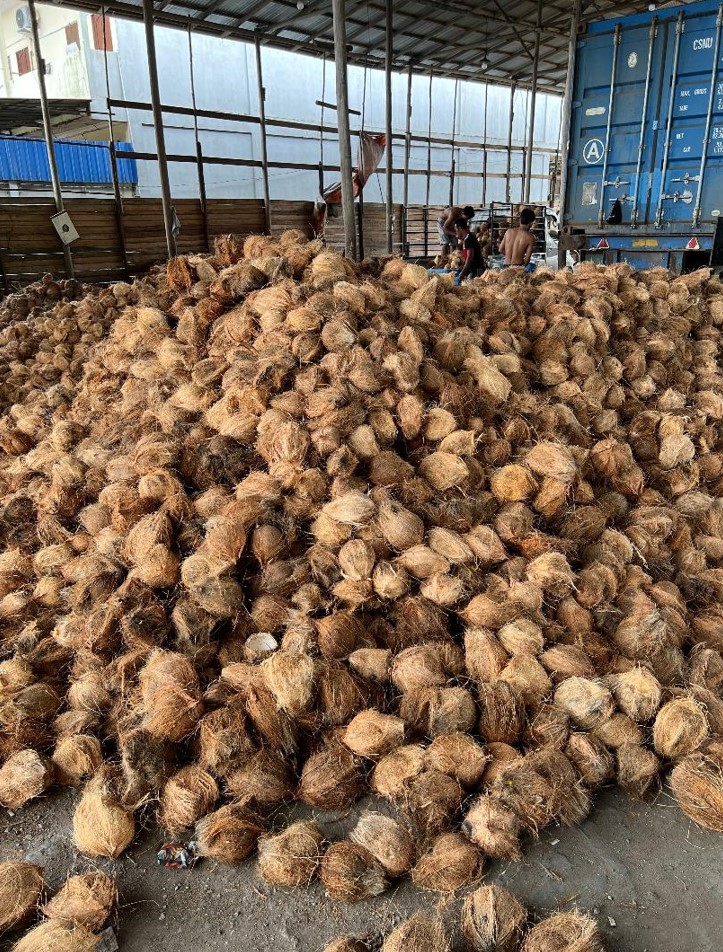 Semi Husked Coconut